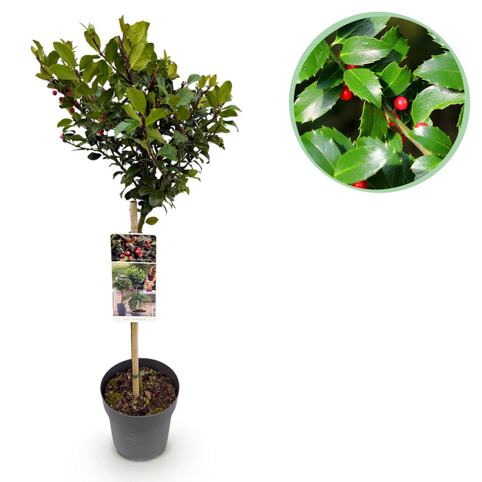 Tuinplant - Ilex meserveae Blue Maid - Plant op stam - Terras Plant - Bladverliezend - Weinig Onderhoud - Pot 19cm Hoogte 90cm