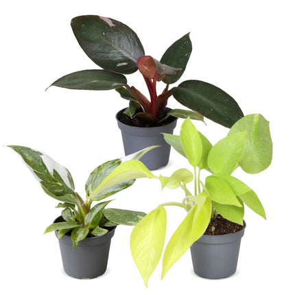 Baby Philodendron Tricolour 3x - Wit - Roze - Geel - Groen - Tropisch - Ø6cm - ↕10-15cm
