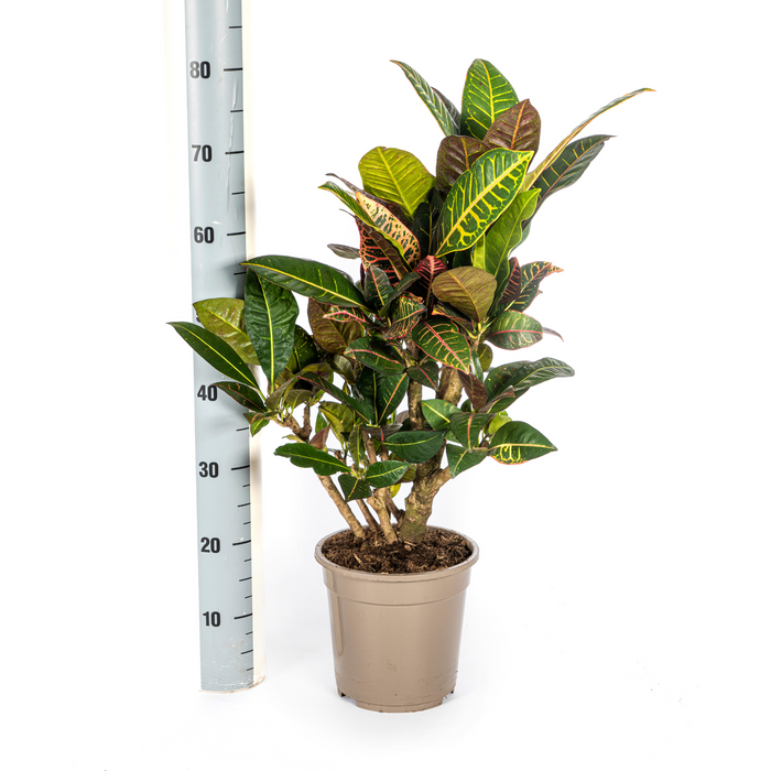 Codiaeum 'Croton' Petra met mand Ø21cm - ↕60 - 80cm