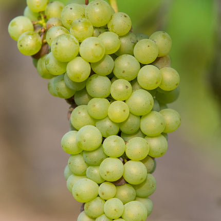 Vitis Vinifera 'Johanniter' - Białe winogrona - ↕45cm - Ø13cm