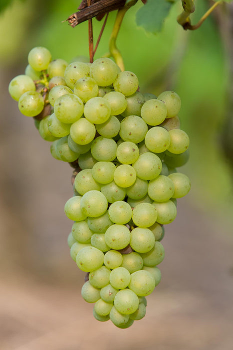 Vitis Vinifera 'Johanniter' - Witte Druif - ↕45cm - Ø13cm