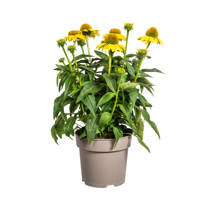 Echinacea Purpurea Gul - Solhat - ↕60-70cm - Ø19cm