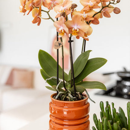 Kolibri Home | Noma sierpot - Terracotta - Ø9cm