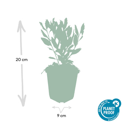 Aster ageratoides 'Ashvi' - ↕10-25cm - Ø9cm - 48x