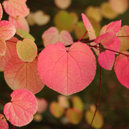 Cercidiphyllum japonicum - Katsuraboom - ↕35cm - Ø12cm - 3x