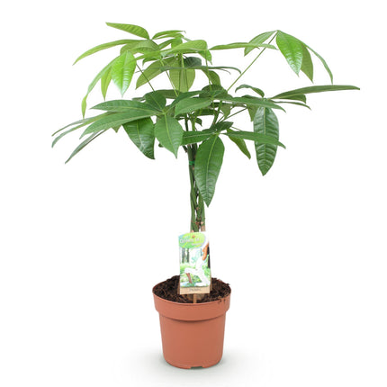 Pachira Aquatica braided trunk - Money tree - ↕60-70cm - Ø17cm