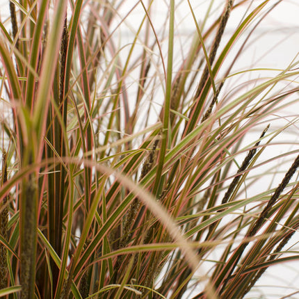 Uncinia rubra Everflame - Red Sedge - ↕40cm - Ø19cm
