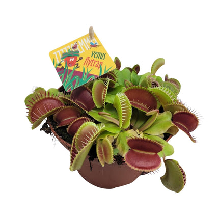 Dionaea Muscipula - Venusvliegenval - ↕12cm - Ø12cm
