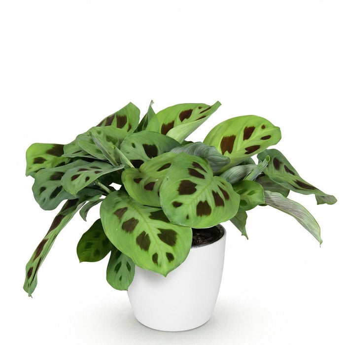 Maranta Fascinator Kerchoveana - Zebraplant - met witte plantenpot - ↕25cm - Ø12cm