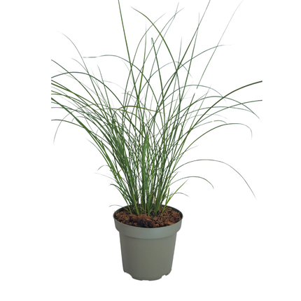 Miscanthus Sinensis ‘Gracillimus’ – Chinees Prachtriet - Ø12cm - 3x