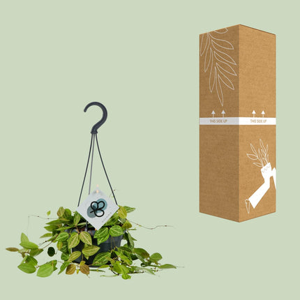 Dischidia Ovata – Ø14cm – ↕40cm