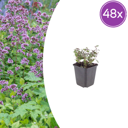 Origanum laevigatum 'Herrenhausen' - Majeranek Roślina - ↕10-25cm - Ø9cm - 48x