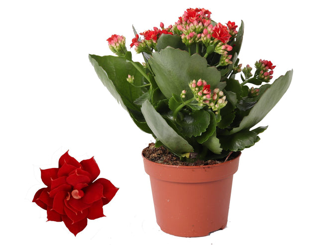 Kalanchoë Rosalina Don Justino Rood - ↕27cm - Ø12cm