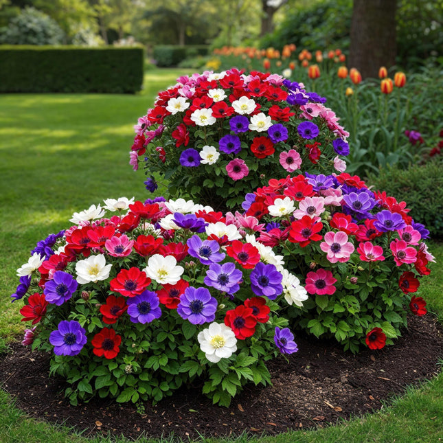 Bulbi di fiori - Mix di anemoni di Caen - Vari colori - 30 pezzi - Misura bulbo 5/6 - Confezione XXL
