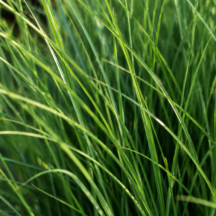 Panicum virgatum ‘Northwind’ – Vingergras - Ø12cm - 3x