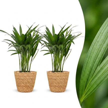Areca Lutescens - Goudpalm - 2x - met Zeegras Mand - Pot 12cm - Hoogte 45cm