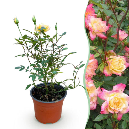 Rosa Tricolor Fairy - Rosa - Giallo-Rosa - ↕20-30cm - Ø12cm