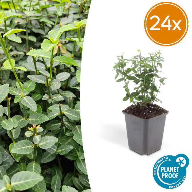 Euonymus fortunei radicans - Cappello cardinalizio - ↕10-25cm - Ø9cm - 24x
