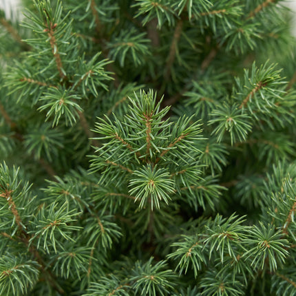 2x Picea glauca Conica - Kegelspar - Groen - Kerstboom - Ø23cm - ↕80cm