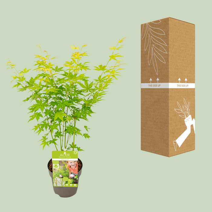 Acer Palmatum Going Green - Japanse Esdoorn - ↕30cm - Ø15cm