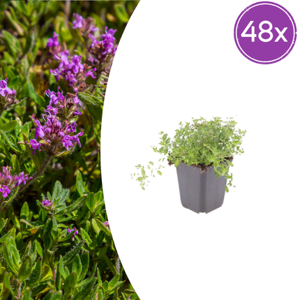 Thymus serpyllum - Kruiptijm - ↕10-25cm - Ø9cm - 48x