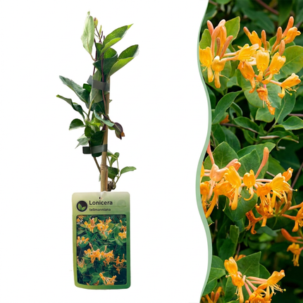 Lonicera tellmanniana - Tellmann-kamperfoelie 4x - Oranje - Geel - Klimplant - Ø9cm - ↕35cm
