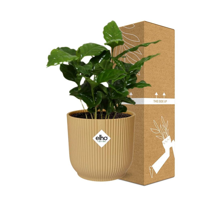 Coffea Arabica in elho Vibes Fold Ø14cm geel - ↕20-30cm