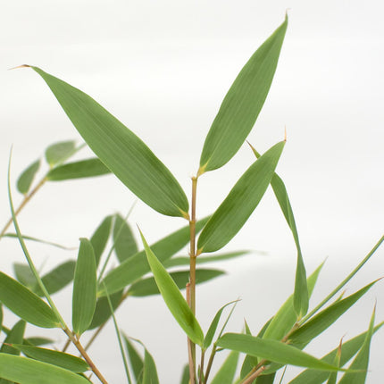 Fargesia rufa - Non-invasive bamboo - ↕80cm - Ø23cm