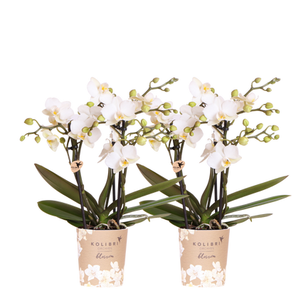 Kolibri Orchids | Combi Deal - 2 Witte Phalaenopsis Orchideeën Blossom Zurich - Ø9 cm