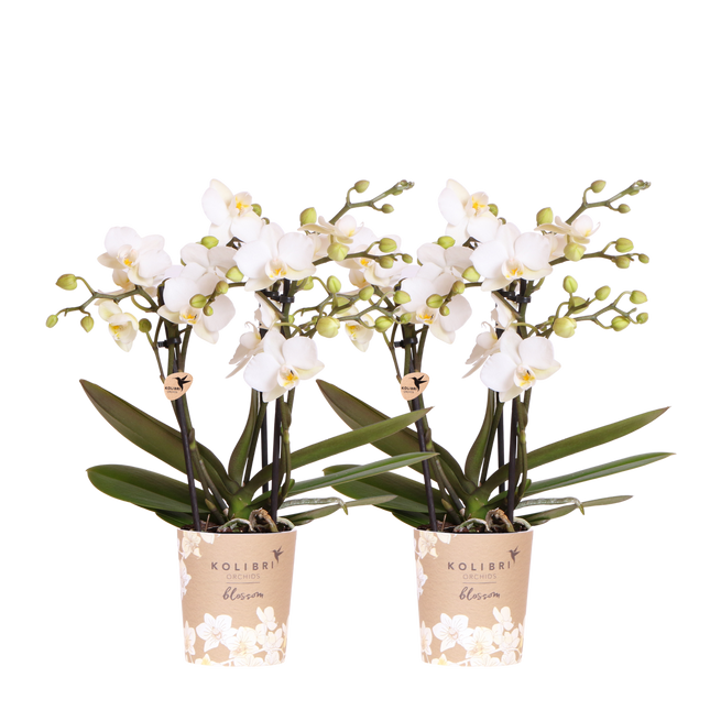 Kolibri Orchids | Combi Deal - 2 Witte Phalaenopsis Orchideeën Blossom Zurich - Ø9 cm