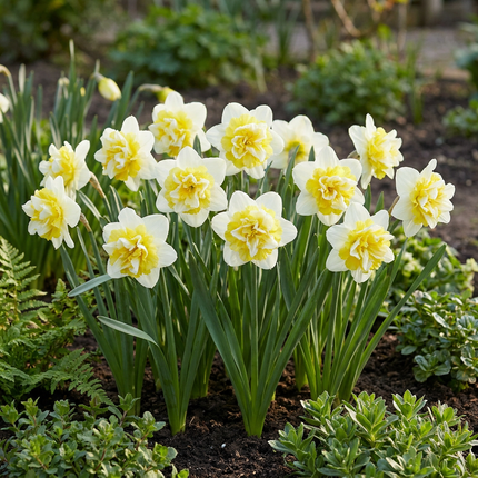 20x Narcissus Ice King - Bloembollen - Dubbele narcis - Wit en Geel - Voorjaarsbloeier - Bolmaat 12/14
