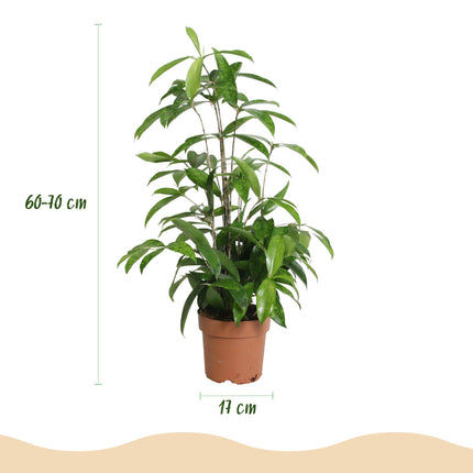 Dracaena surculosa - Drago - ↕60-70cm - Ø17cm