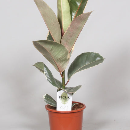 Ficus Elastica Tineke - ↕60cm - Ø17cm