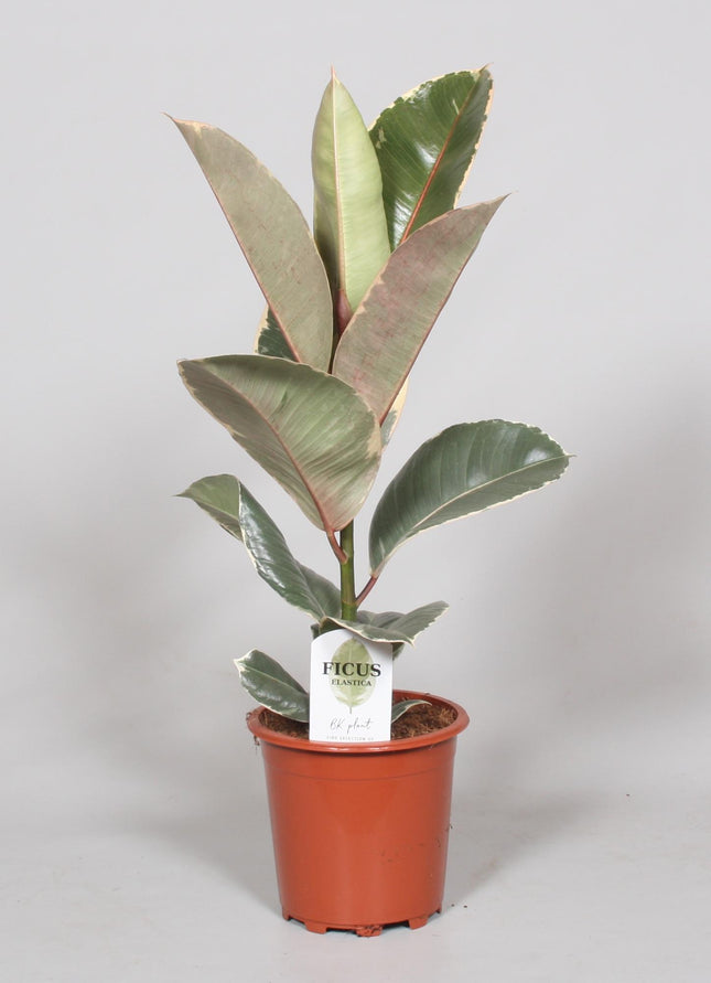 Ficus Elastica Tineke - ↕60cm - Ø17cm