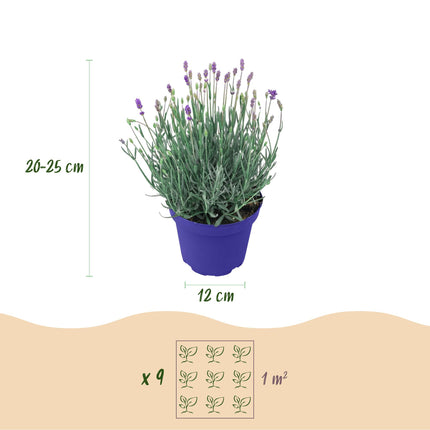 Lavandula angustifolia Hidcote - Lawenda - Fioletowy - ↕20-25cm - Ø12cm - 3x