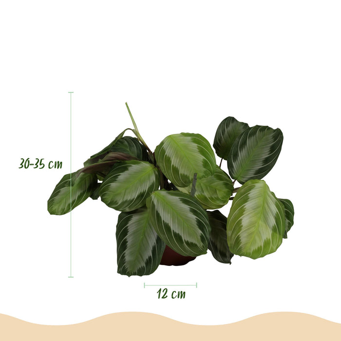 Maranta Fascinator Silverband - Gebedsplant - met witte plantenpot - ↕25cm - Ø12cm - 4x