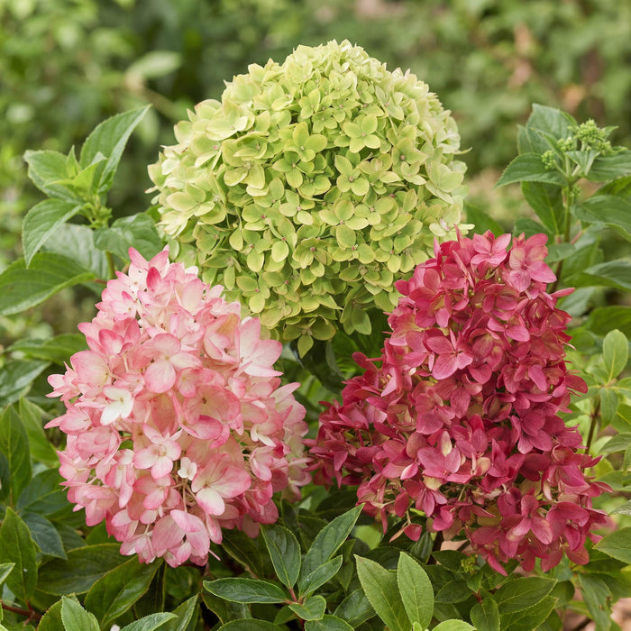 Hydrangea panniculata Groundbreaker Blush - Pluimhortensia - Roze-Groen-Rood - ↕20-25cm - Ø14cm - 3x
