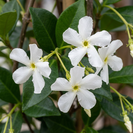 Trachelospermum jasminoides - Sterjasmijn 6x - Wit - Klimplant - Ø9cm - ↕35cm