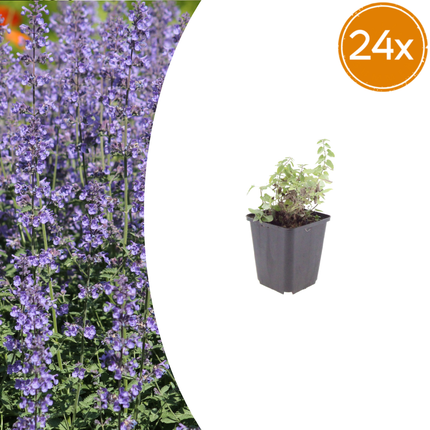 Nepeta 'Grol' -  Kattenkruid - ↕10-25cm - Ø9cm - 24x
