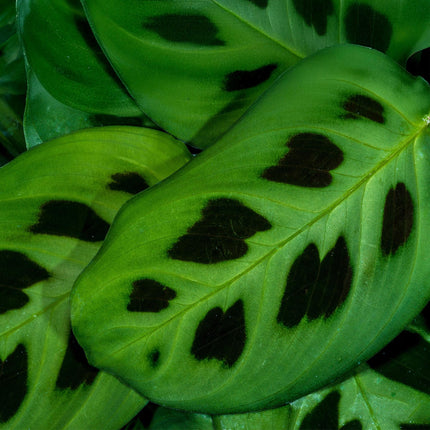 Maranta Fascinator Kerchoveana - Zebraplant - met Mand - ↕25cm - Ø12cm