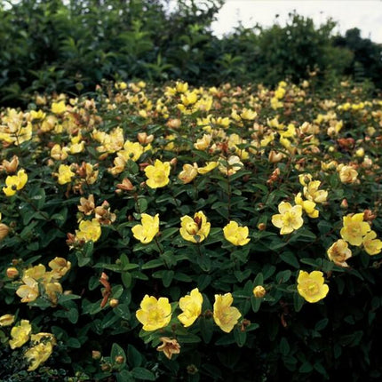 Hypericum dummeri 'Peter Dummer' - ↕10-25cm - Ø9cm - 12x