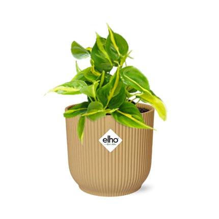 Philodendron Scandens 'Brasil' i elho Vibes Fold Ø14cm gul