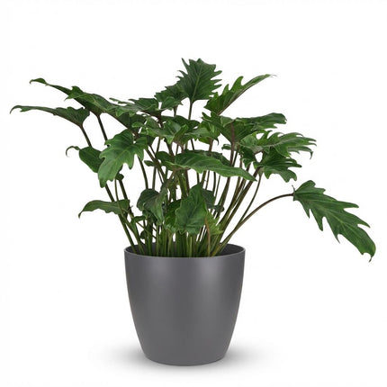 Philodendron Xanadu - met grijze pot - ↕60cm - Ø19cm