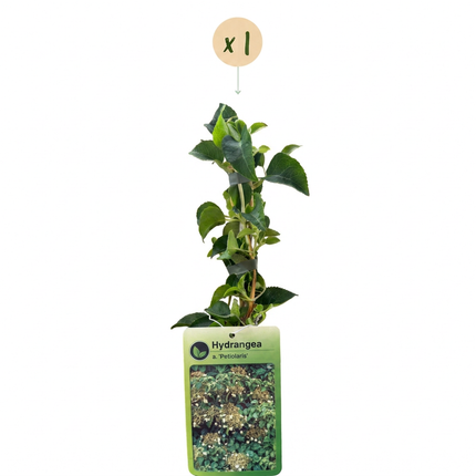 Hydrangea a. Petiolaris - Klimmende hortensia - Wit - Klimplant - Ø9cm - ↕35cm
