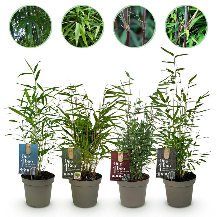 Bamboe - Fargesia mix Rainbow - Zwart, Rood, Blauw en Groen - 4 Planten - Bladhoudend - Niet Woekerend- Pot 14cm Hoogte 35cm