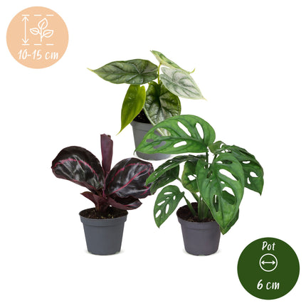 Baby Planten Jungle Mix - Diversen 3x - Tropisch - Ø6cm - ↕10-15cm