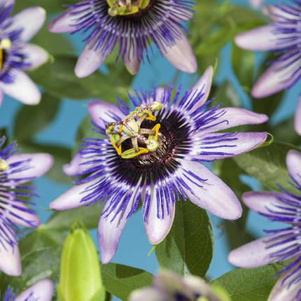 Flor de la pasión - Passiflora Damsels Delight - Flor morada y blanca - ↕40cm - Ø11cm - 2x