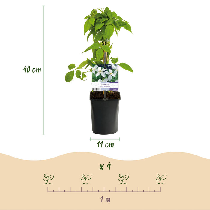 Clematis montana Grandiflora - Bosrank - Bloem Wit  - ↕40cm - Ø11cm - 2x