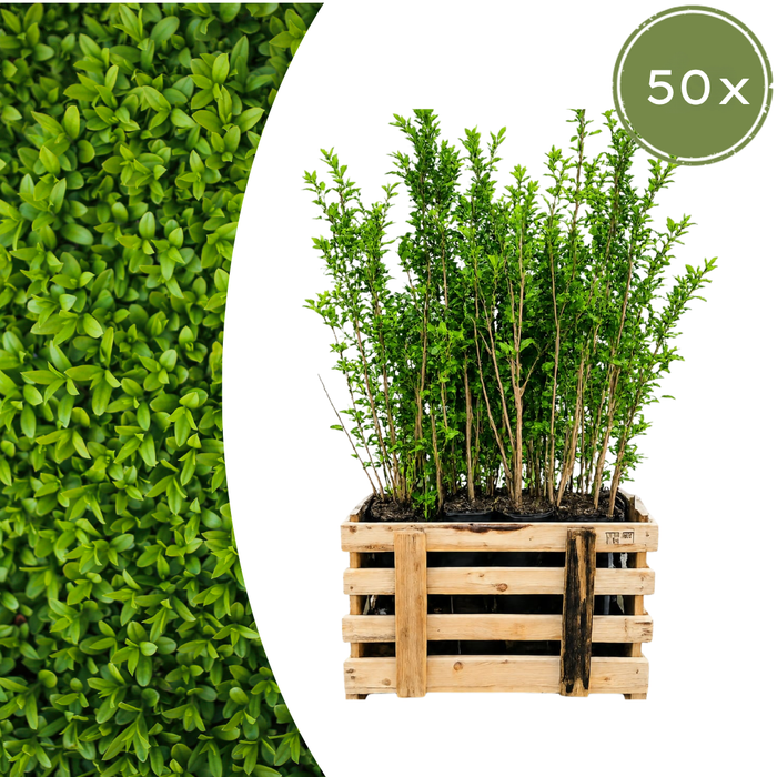 Ligustrum Ovalifolium - Ligusterhaag - Palletdeal - ↕80-100cm - Ø19cm - 50x