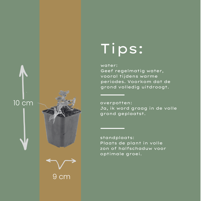 48x Geranium 'Azure Rush' - ↕10-25cm - Ø9cm